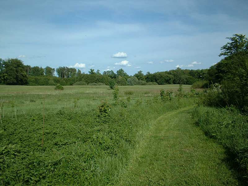 Wiese 1