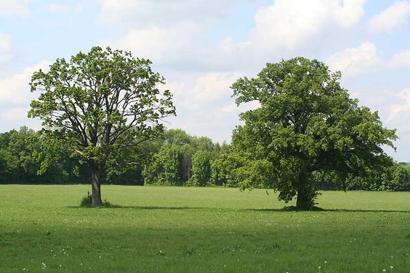 Wiese Baeume