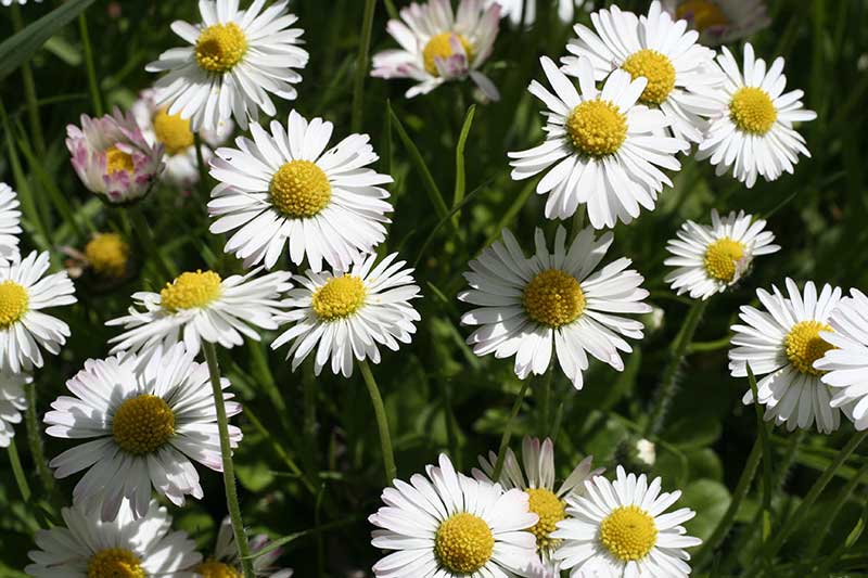 gänseblümchen