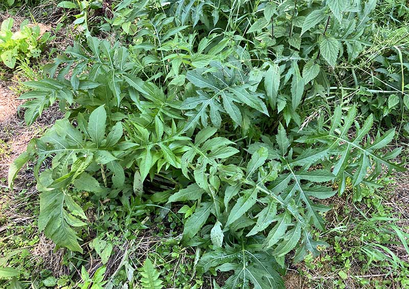 Kohldistel 24