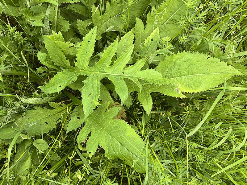 Kohldistel Blaetter