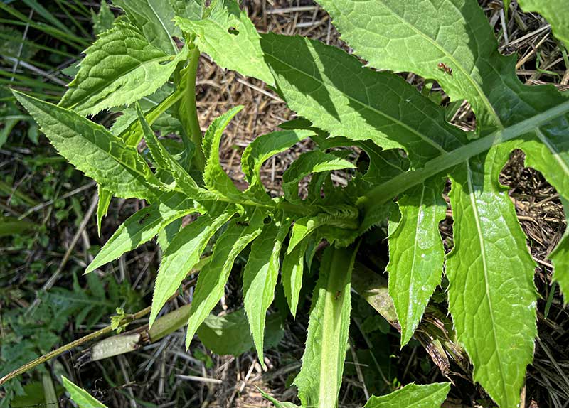 Kohldistel Staengel