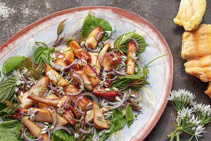 Schwefelporlingsalat Baumblaetter