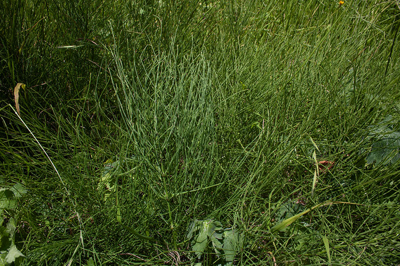 Ackerschachtelhalm