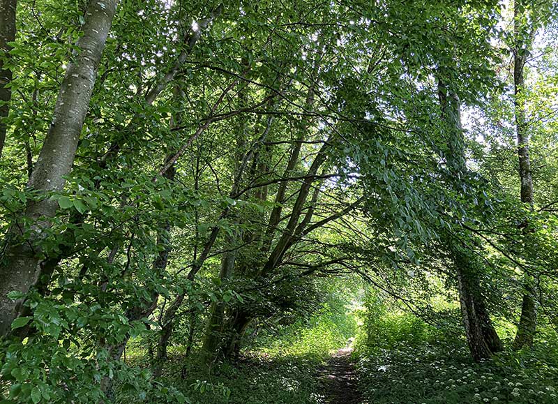 Giersch Wald