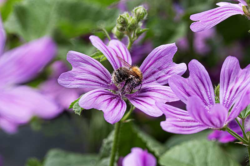 Hummel Malve