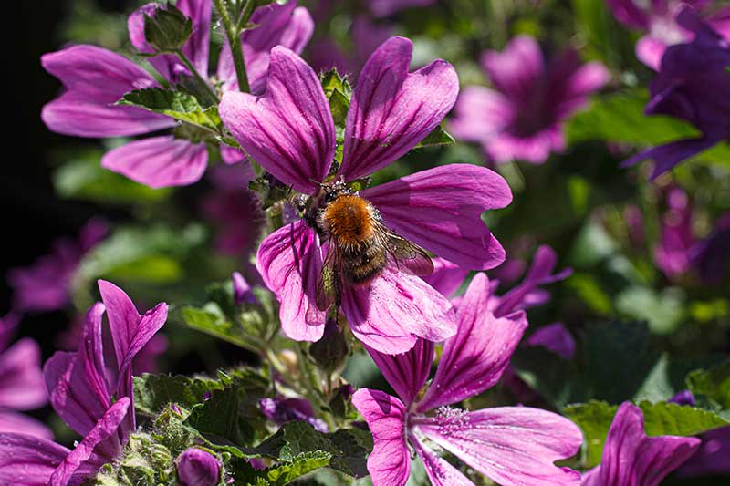 Malvenbluete Hummel