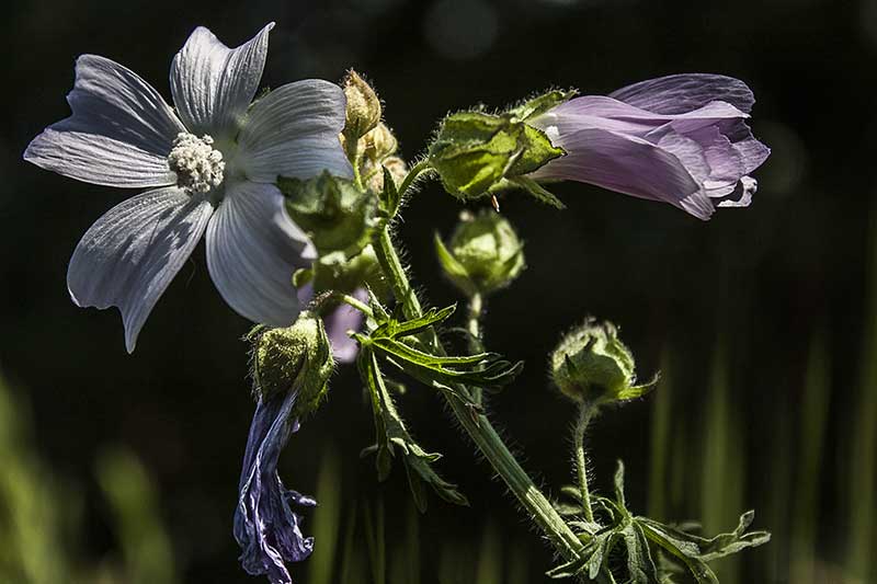 Moschus Malve blueten