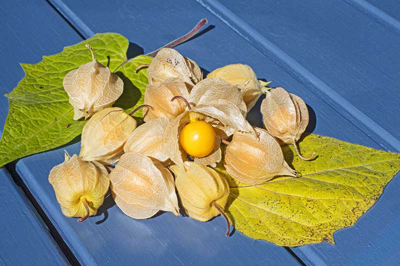 Physalisfruechte Ernte