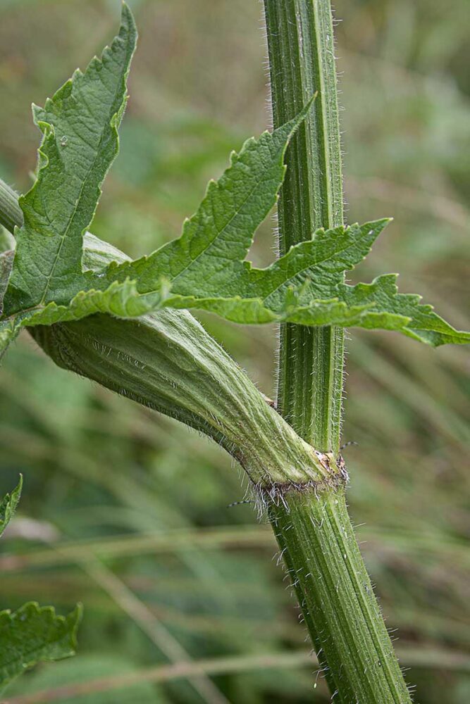 Wiesenbaerenklau Blattscheide