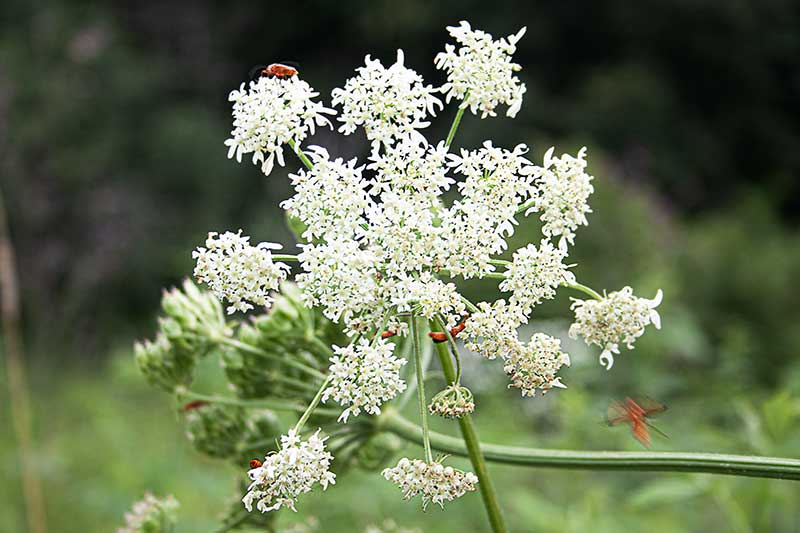Wiesenbärenklau-Blüte-Käfer