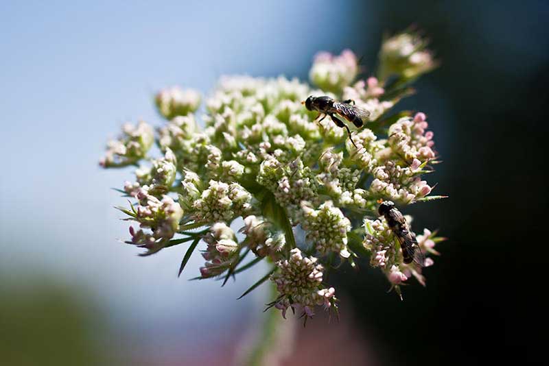 Baerenklaubluete mit Insekten