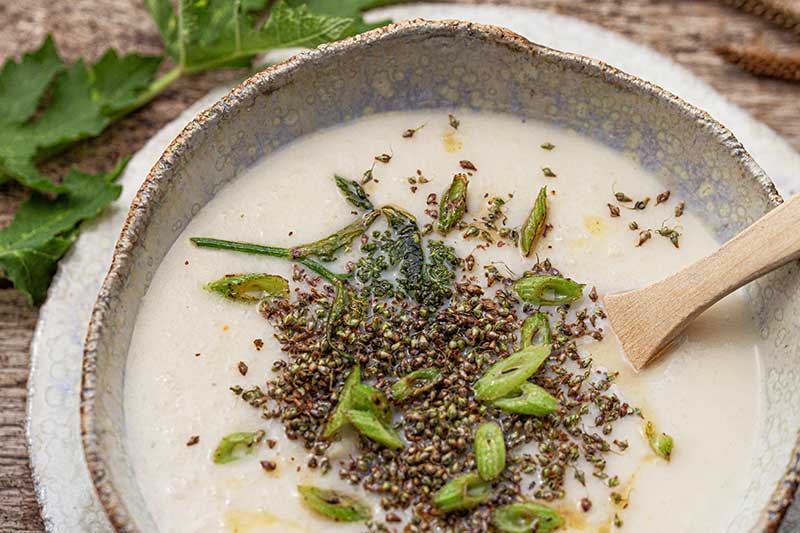 Blumenkohlsuppe-Breitwegerich-Bärenklau