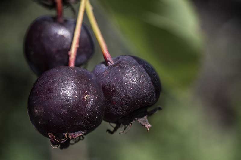 Felsenbirne makro