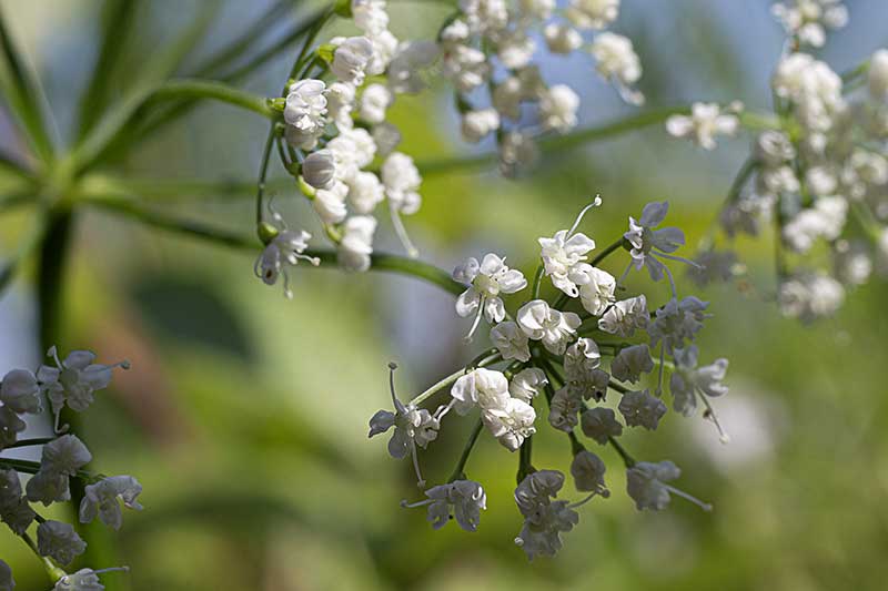 Gierschblueten 3