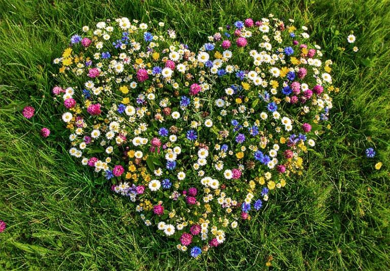 Herz-Wiese-Wildblüten