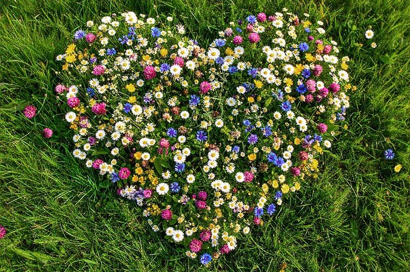 Herz-Wiese-Wildblüten