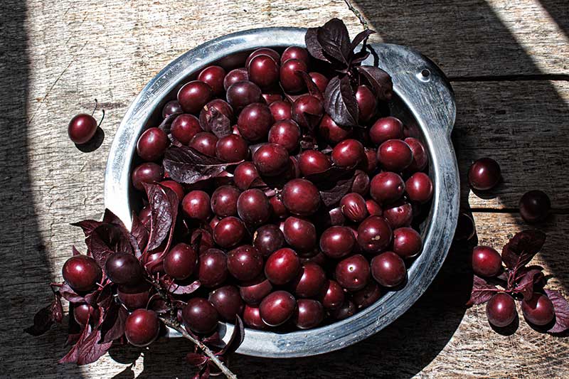 Kirschpflaumensirup