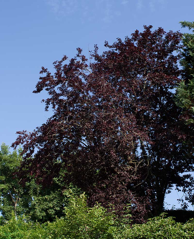 Kirschpflaumenbaum