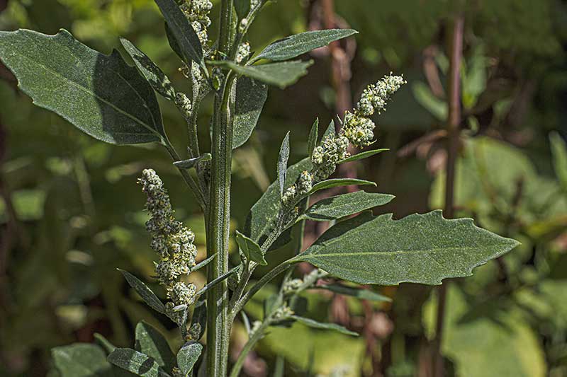 Melde-Blätter-Blüten-Stängel