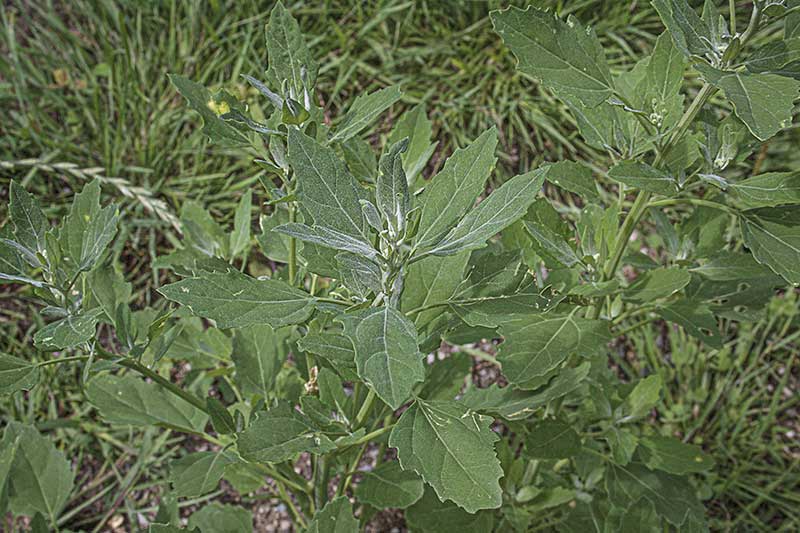 Meldepflanzen