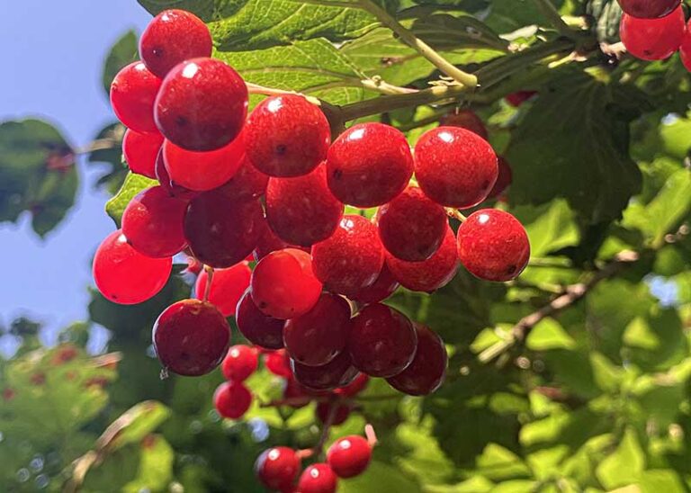 Beeren-Schneeball