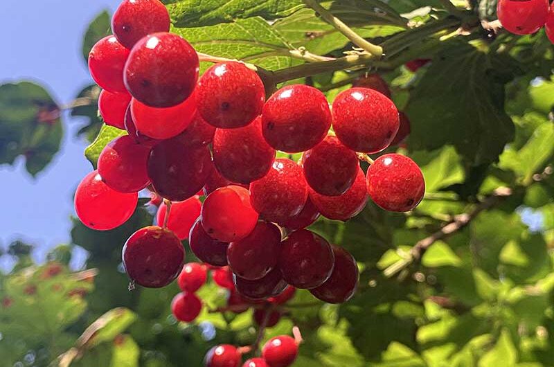 Beeren-Schneeball