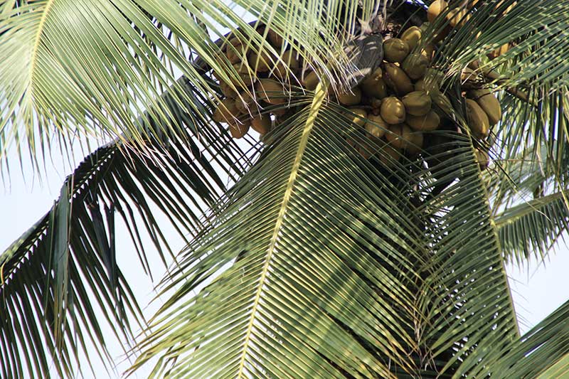 Kokospalme