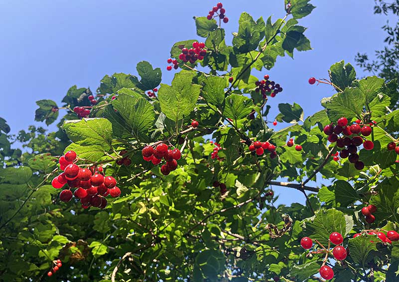 Schneeball Beeren Blaetter
