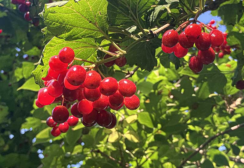 Schneeball Beeren