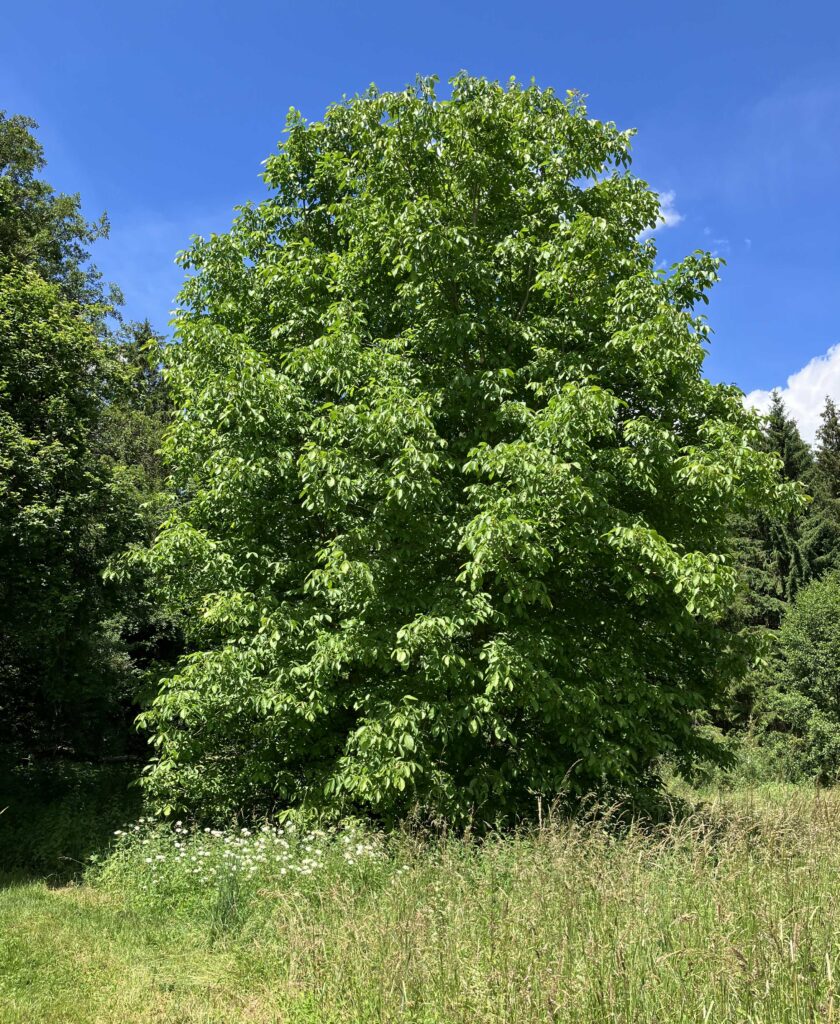 Walnussbaum-Wiese