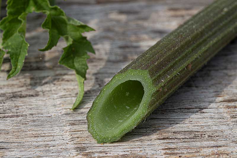 Wiesenbärenklau-Stängel-hohl