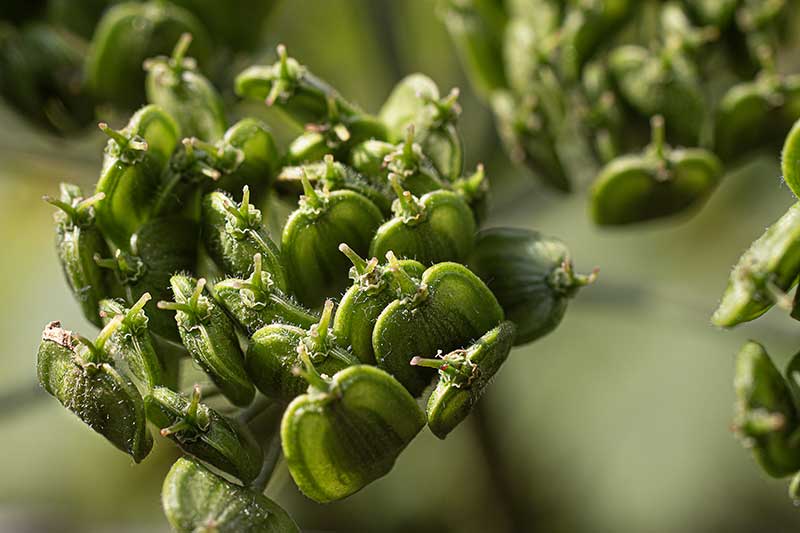Wiesenbaerenklausamen gruen