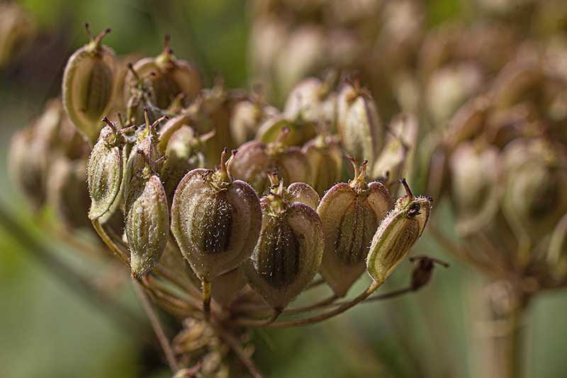 Wiesenbaerenklausamen hellbraun