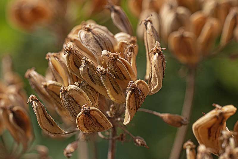 Wiesenbaerenklausamen reif
