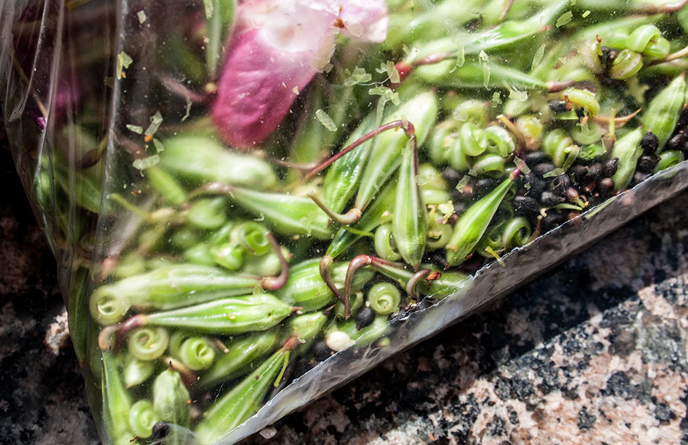 Springkraut Tuete