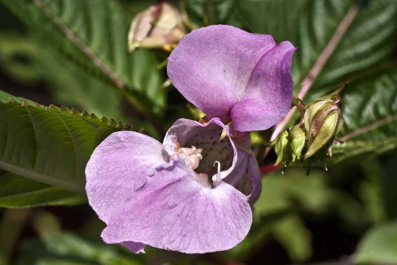 Springkrautbluete2