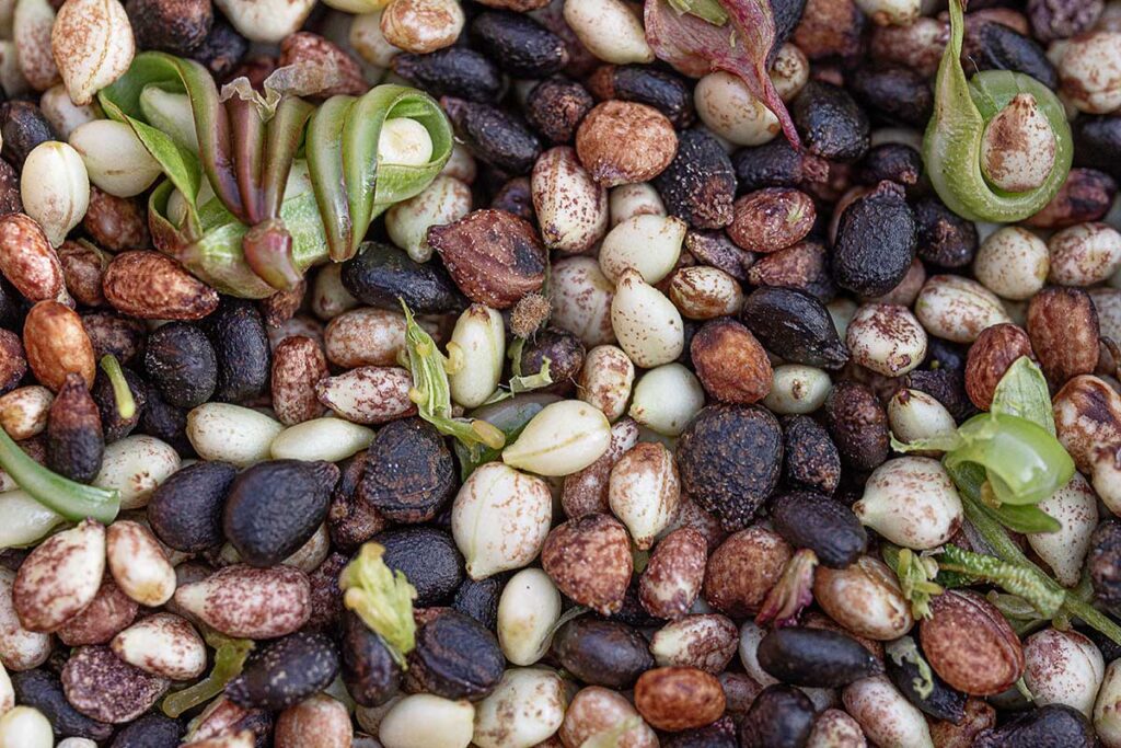 Springkrautsamen-makro-