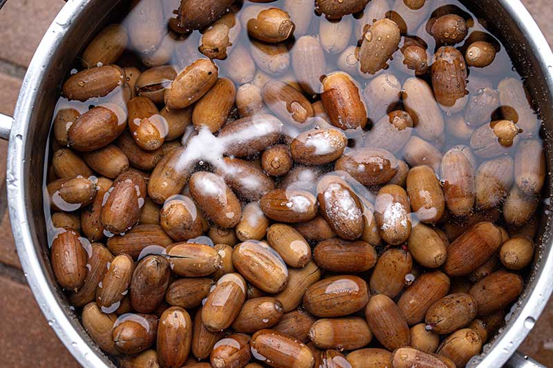 Eicheln entbittern Natron