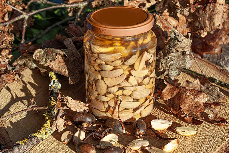 Eicheln-gekeimt-entbittert