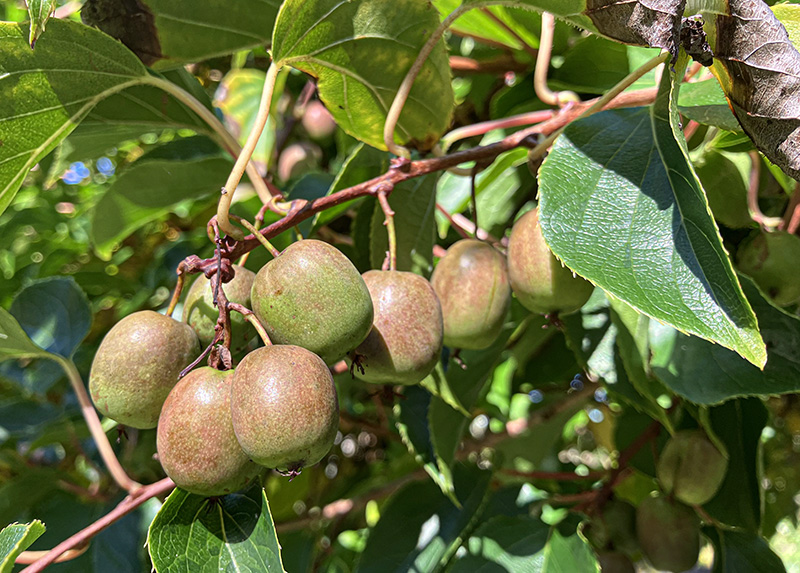 Kiwibeeren