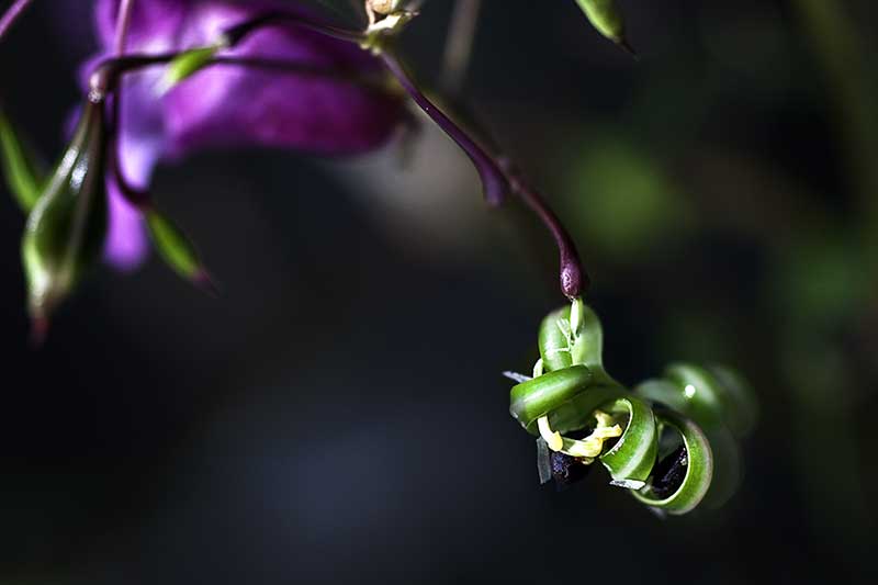 Springkraut Samen offen