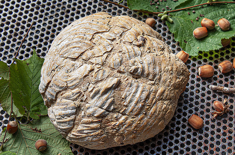 Weizen-Sauerteigbrot mit Haselnüssen und Springkrautsamen