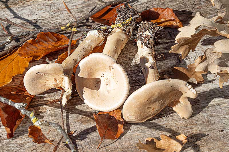 Moenchskopfpilze Herbst 25