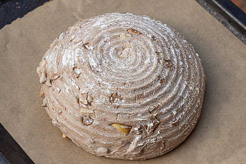 Weizensauerteigbrot mit Eicheln und Quitten – Teig gegangen