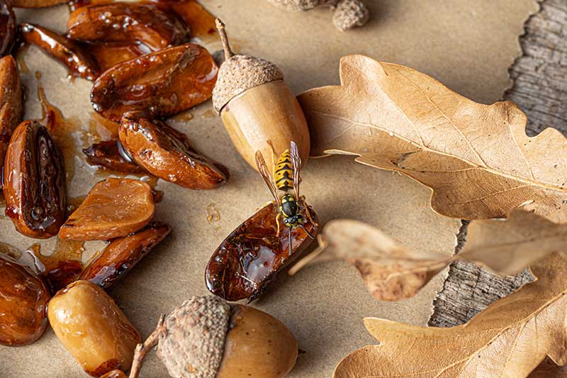 karamellisierte Eicheln Wespe
