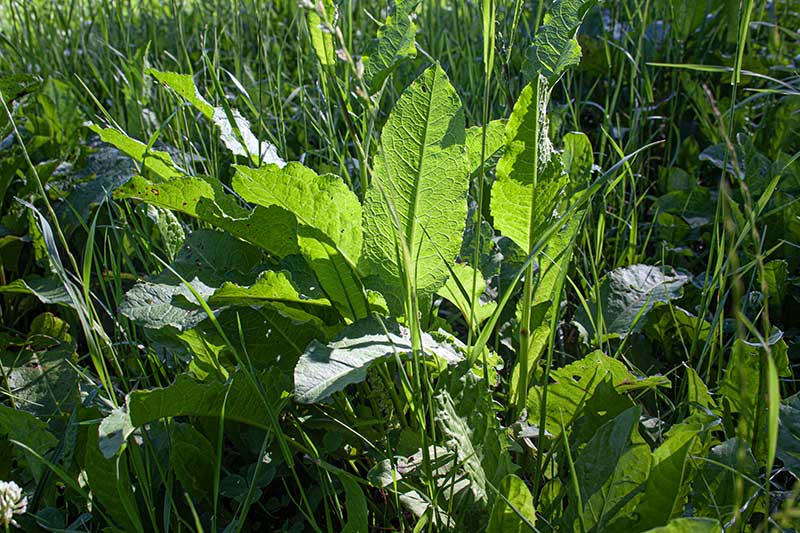 Stumpfblaettriger Ampfer Abendlicht