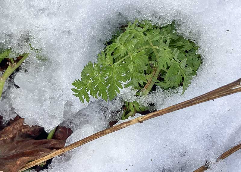 Wiesenkerbel Schnee 24