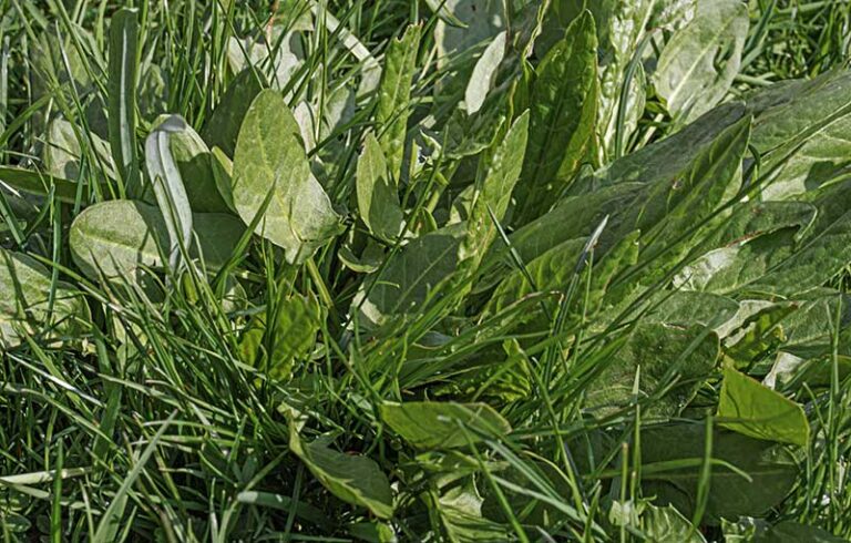 Wiesensauerampfer-jung