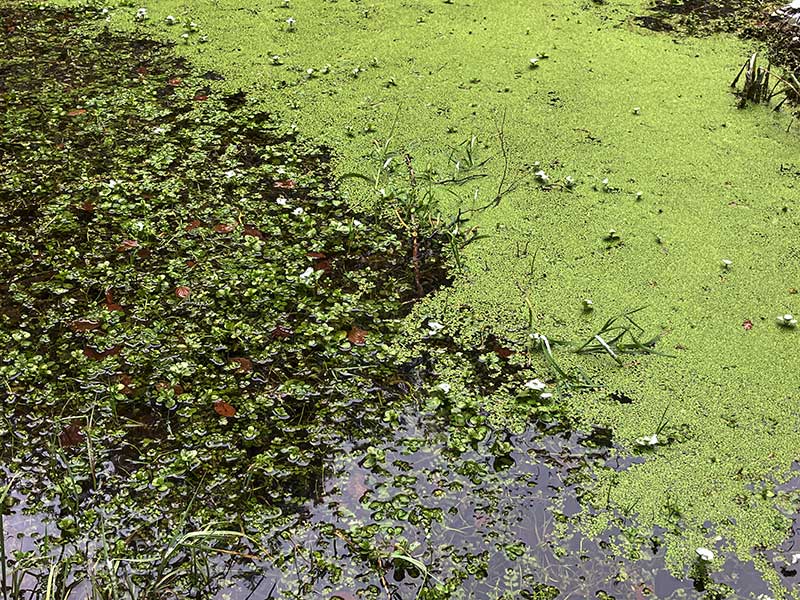 Wasserlinsen neben Bachbunge
